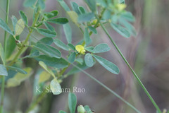 Crotalaria medicaginea